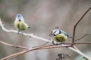 Blaumeise im Winter III