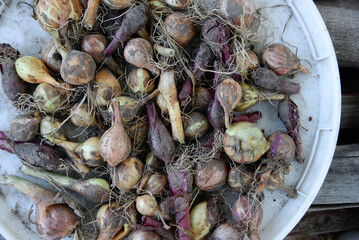 
Background from onions, small onions in the ground.