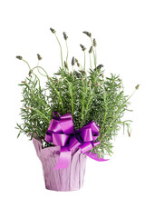 Spanish lavender or Lavandula stoechas potted up with a large purple bow isolated over a white background.