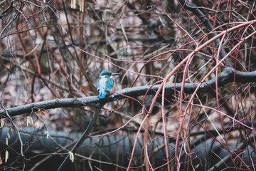 Eisvogel am Ufer