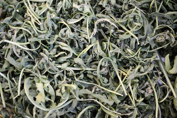 Arugula. Dried leaves of arugula large close-up.