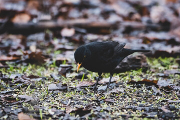 Amsel Boden fressen