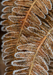 close up of leaf