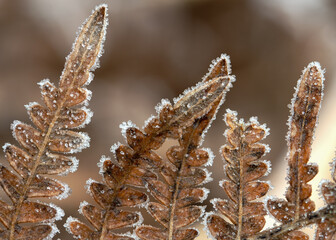 frost on fern