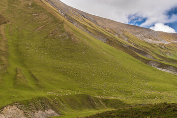 Fototapeta premium Beautiful landscapes with high mountains of Georgia. Herd of sheep on a mountain slope.