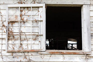 Abadoned dairy barn window with vines