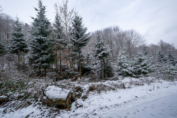 Winter forest with little snow