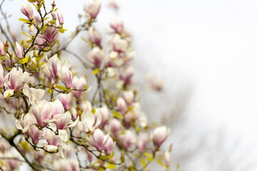 Magnolienblüten Frühlingsboten