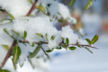 Snow. Trees in the snow in the park