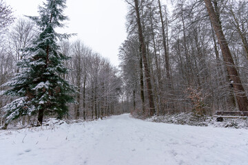 Path in the winter forest with light snow