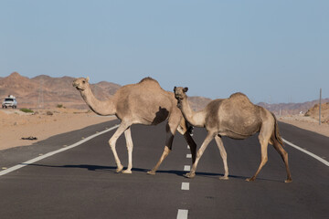 Two dromedaries slowly crossing highway 60 in Egypt