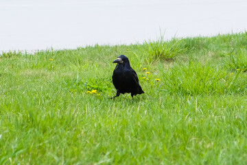 rook in fresh green grass looking for food, birds in spring