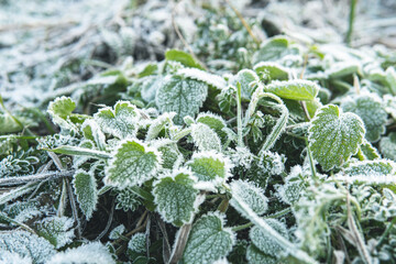 Closeup of frozen grass after first frost