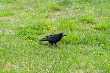 rook in fresh green grass looking for food, birds in spring