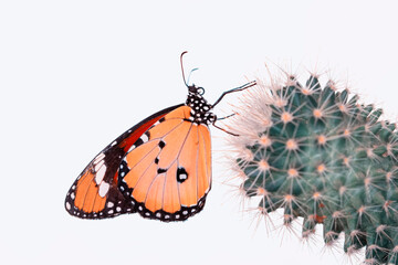 Macro shots, Beautiful nature scene. Closeup beautiful butterfly sitting on the flower in a summer garden.