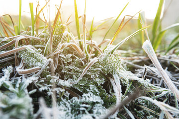 Closeup of frozen grass after first frost - Powered by Adobe