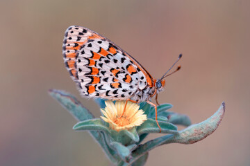 Macro shots, Beautiful nature scene. Closeup beautiful butterfly sitting on the flower in a summer garden.