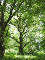 A branchy deciduous tree in a forest in sunlight