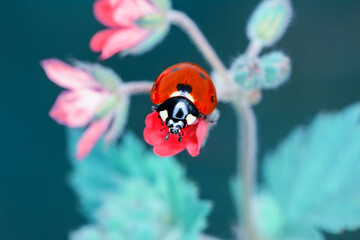 Beautiful ladybug on leaf defocused background © blackdiamond67