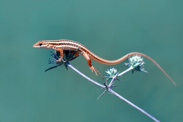 Closeup  Beautiful lizard in the garden
