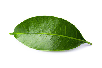 Fototapeta na wymiar Green lychee leaf isolated on a white background.