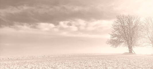 snowy meadow with mature tree on the edge, field in the background, sepia, winter landscape, background