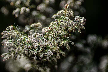 Macro Close-up Photography Wild Heather in Nature Sardinia