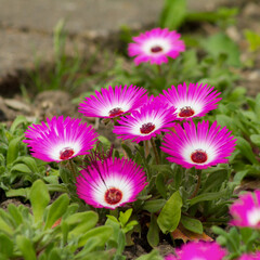 Fototapeta premium Close-up of ice plants in a garden