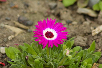 Close-up of ice plants in a garden