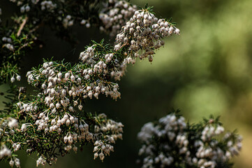 Macro Close-up Photography Wild Heather in Nature Sardinia