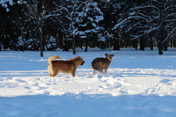 Fototapeta na wymiar Happy dog outside in the snow park