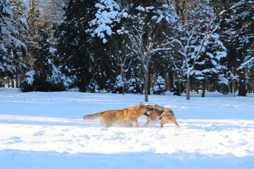 Happy dog outside in the snow park