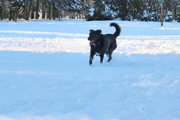 Happy dog outside in the snow park