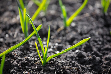 Small sprouts of garlic in the ground.