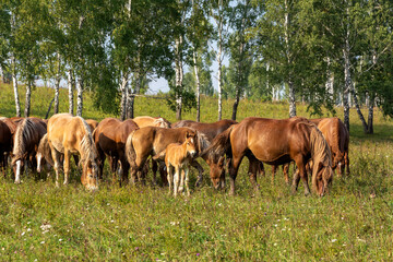 Fototapeta premium Herd of horses graze on a green meadow