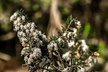 Macro Close-up Photography Wild Heather in Nature Sardinia