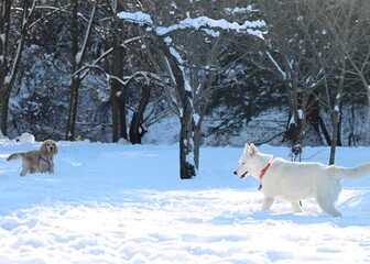 Happy dog outside in the snow park