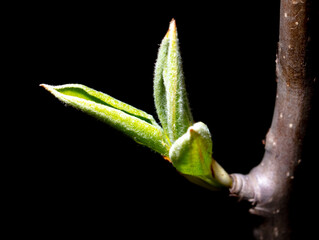 Obraz premium Young leaves from a bud on a tree branch in spring.