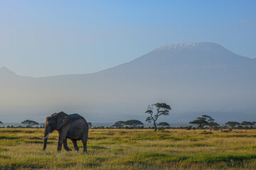 Amboseli National Park Safari and Wildlife, Kenya, Africa. Kilimanjaro Mountain and Elephants.