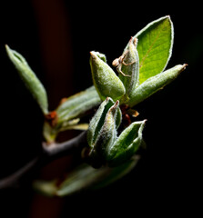 Obraz premium Young leaves from a bud on a tree branch in spring.