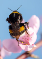 Close-up of a bee on a flower on a tree.