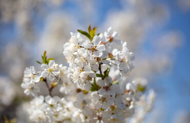 Flowers on branches of cherry