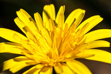 Common Dandelion Photographed in the Sardinian Countryside Macro photography