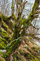 Mossy tree in the winter forest