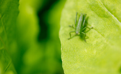 Green grasshopper on plant leaves.