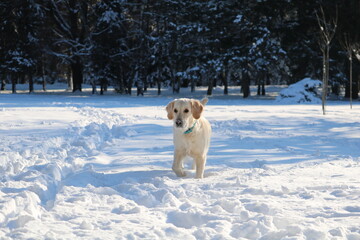 Happy dog outside in the snow park