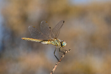 Dragonflies Macro photography in the countryside of Sardinia Italy