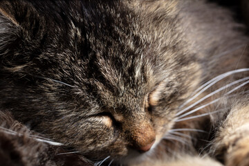 The cat sleeps on the floor.