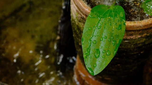 Slow motion The rain felling on leaf in the fish bowl at the garden. 120p FHD