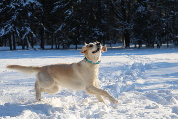 Happy dog outside in the snow park